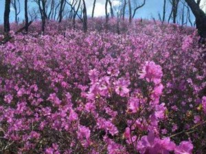 野花日本韩国视频免费高清观看宣布免费，聚合海量影视资源，涵盖各种类型，带来极致观影体验