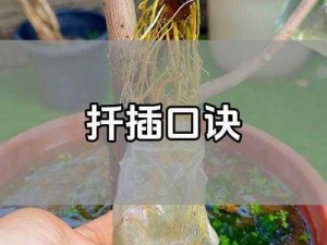 72种45分钟法式扦插方式浙江;72 种 45 分钟法式扦插方式浙江是否适合你？