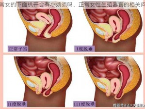 正常女的下面扒开会有小须须吗、正常女性生殖器官的相关问题