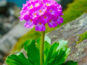 野花韩国高清免费神马百度,野花韩国高清免费神马百度视频资源在线观看