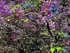 丁香花完整视频在线观看—如何在线观看丁香花完整视频？