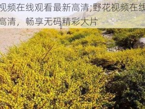 野花视频在线观看最新高清;野花视频在线观看最新高清，畅享无码精彩大片