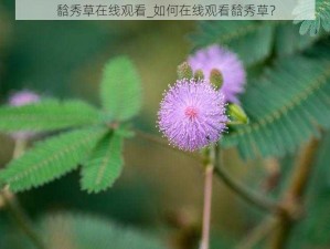 馠秀草在线观看_如何在线观看馠秀草？