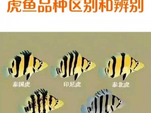 桃源深处人家钓虎虎鱼攻略：技巧与步骤详解