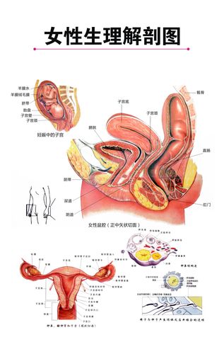 女性扒开网站，揭秘女性生理结构