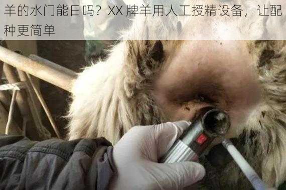 羊的水门能日吗？XX 牌羊用人工授精设备，让配种更简单