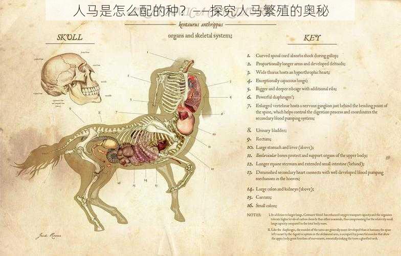 人马是怎么配的种？——探究人马繁殖的奥秘