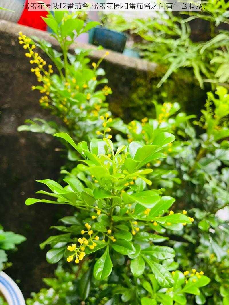 秘密花园我吃番茄酱,秘密花园和番茄酱之间有什么联系？