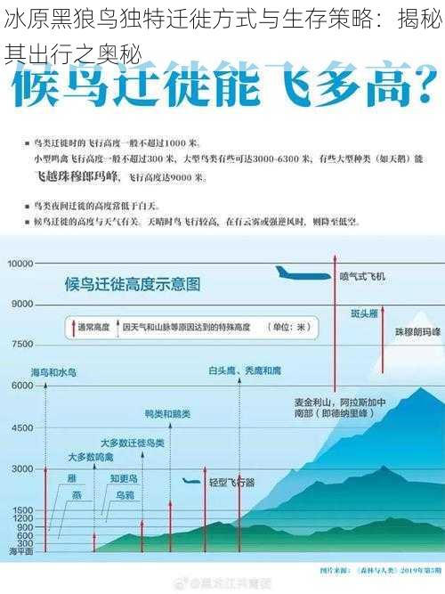 冰原黑狼鸟独特迁徙方式与生存策略：揭秘其出行之奥秘