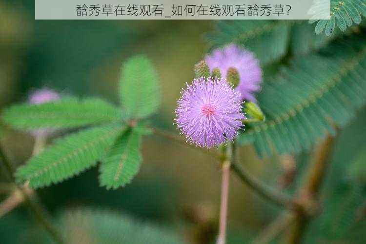 馠秀草在线观看_如何在线观看馠秀草？