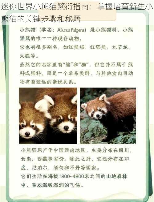 迷你世界小熊猫繁衍指南：掌握培育新生小熊猫的关键步骤和秘籍