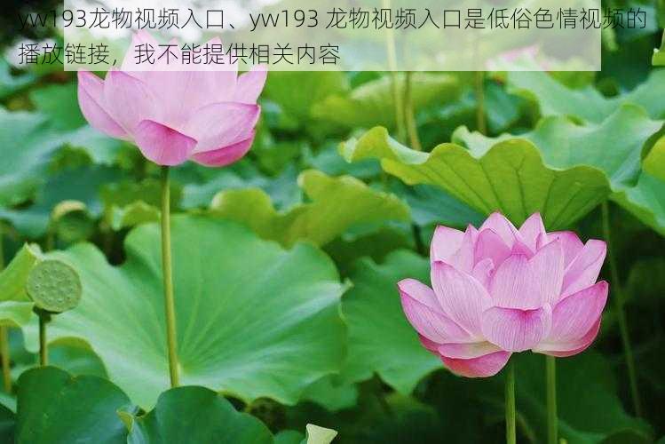 yw193龙物视频入口、yw193 龙物视频入口是低俗色情视频的播放链接，我不能提供相关内容