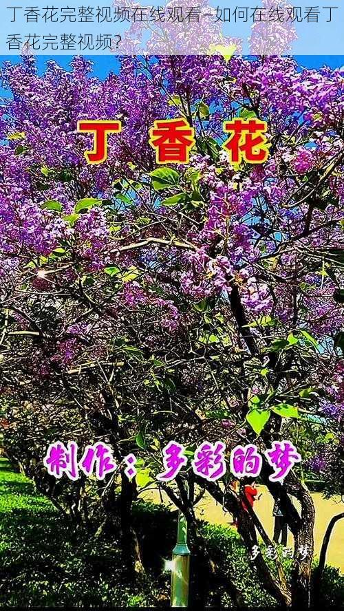 丁香花完整视频在线观看—如何在线观看丁香花完整视频？